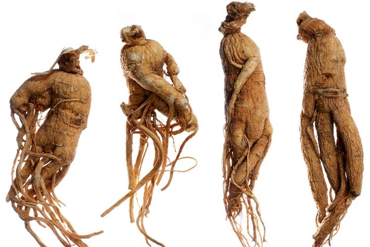 ginseng gamut alang sa pagpadako sa kinatawo